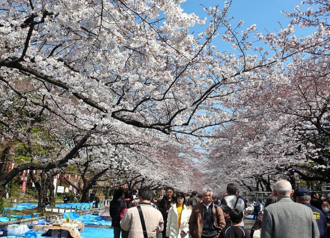 港人最爱的日本适逢樱花期，5天团团费由9199元至33888元不等。