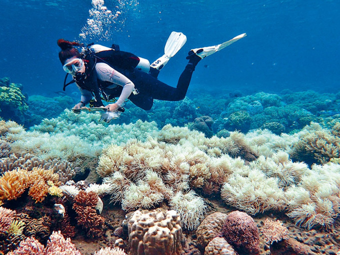 大堡礁為全球最大的珊瑚系統，較早前已有消息指珊瑚出現急劇白化現象。美聯社圖片