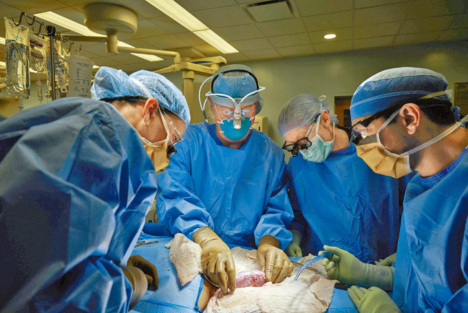 纽约医生把猪肾移植到人体。