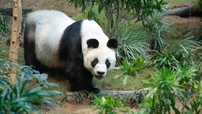 大熊貓「安安」今晨（21日）離世，享年 35 歲。