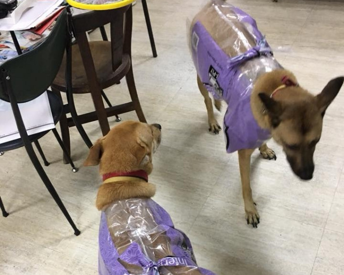 高雄有網民，用衛生紙塑膠袋為小狗特製環保雨衣。米克斯傳奇fb圖片