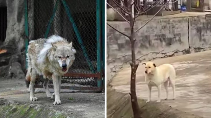 武汉一动物园安排了一头唐狗，与孤独的老狼王相伴，引发网民热话。网上图片