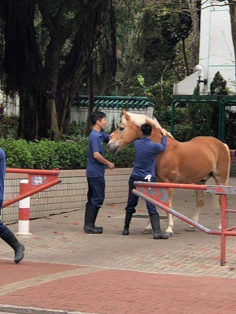 据悉，骑术学校职员已将马匹带回校。fb专页「屯门友」图片