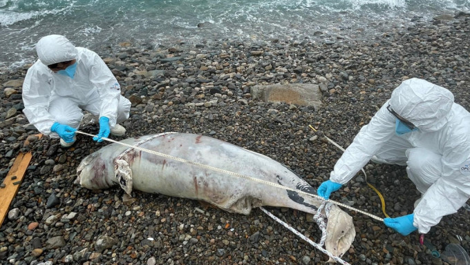 成年江豚屍體嚴重腐爛。相片由香港海洋公園保育基金提供