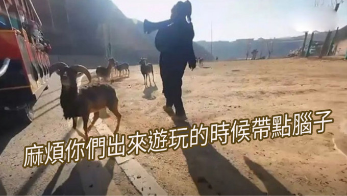 遊客餵野生動物遭工作人員拿「大聲公」辱罵。