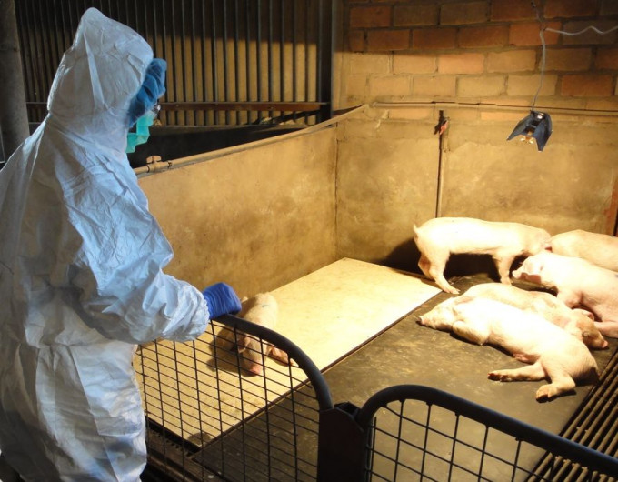 內地非洲豬瘟持續蔓延。