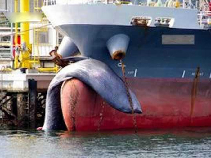 日本貨輪船頭掛長鬚鯨屍體入港，疑為航行時撞上。