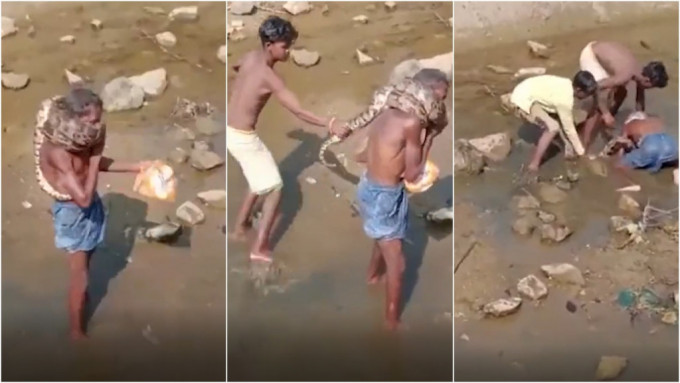 印度醉漢拾起大蟒蛇當圍巾險遭勒斃。twitter片截圖