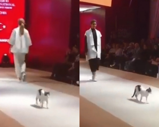 貓貓闖時裝展舞台，行真「Catwalk」成主角。Sosyopet影片截圖