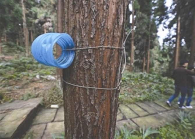 縣林業局在林區內擺放數千個林鼠誘捕器。網上圖片