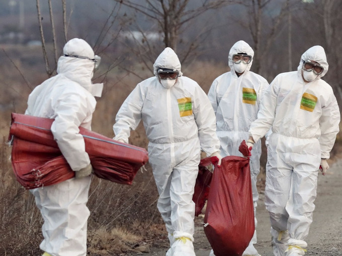 韓國近期禽流感肆虐,大量雞隻被屠宰。AP