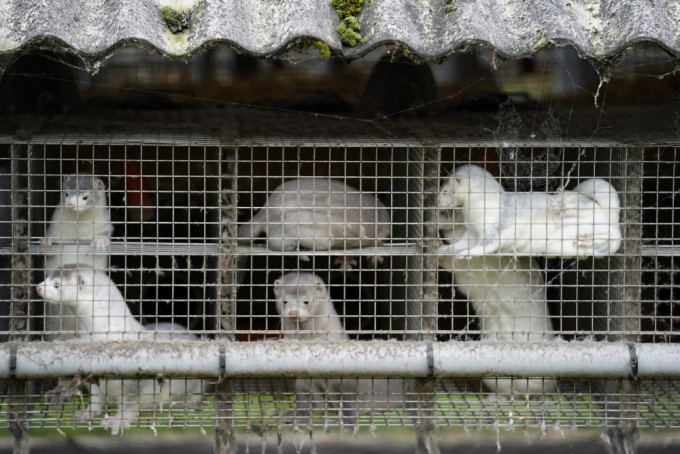 丹麥將捕殺所有水貂，因發現變種新冠病毒可傳人。AP圖片