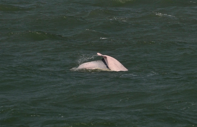中華白海豚。資料圖片
