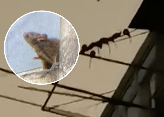 上海一名拾荒老翁任由居所鼠患滋生，每天黄昏都会出现群鼠攀晒衣杆奇景。网图