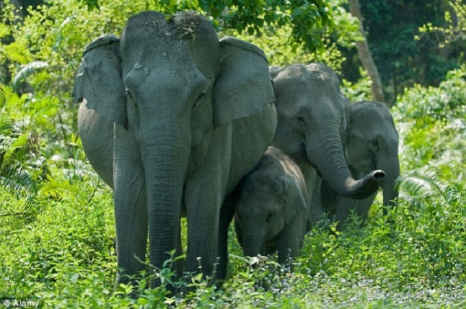 有指人類侵占大象領土，牠們才會反擊。資料圖片