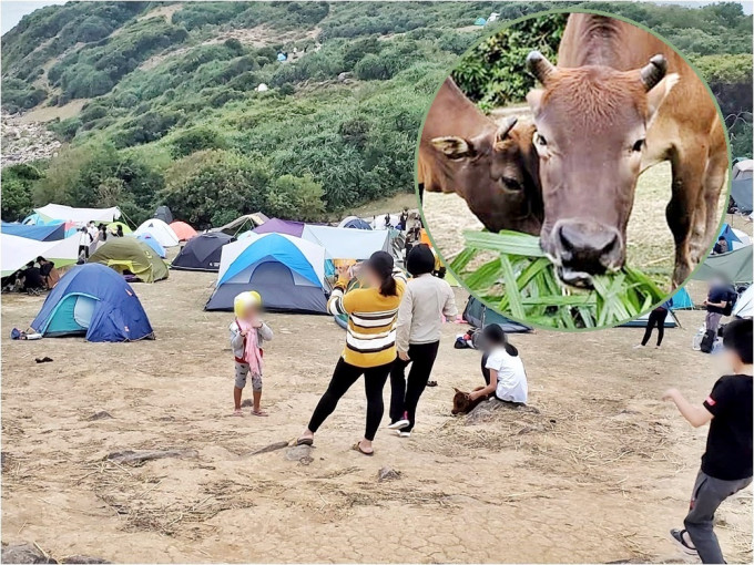 因太多市民露營，令塔門牛牛無雜草可食。FB圖片