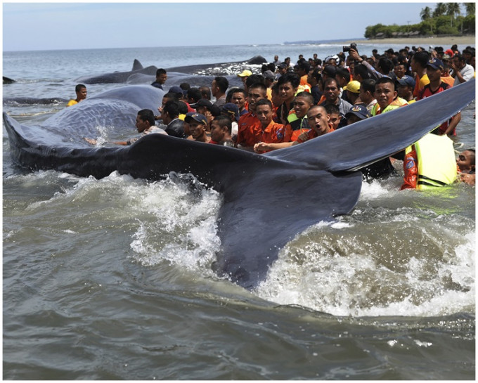 救援組織立即施以救援將抹香鯨推回大海。AP