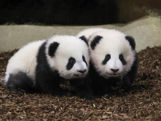 大熊貓雙胞胎幼崽「歡黎黎」「圓嘟嘟」終與市民見面。AP