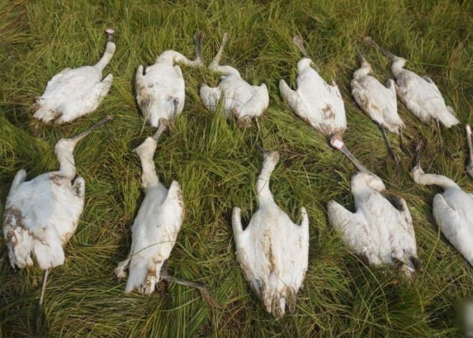国家二级保护野生动物白琵鹭被毒杀。网图