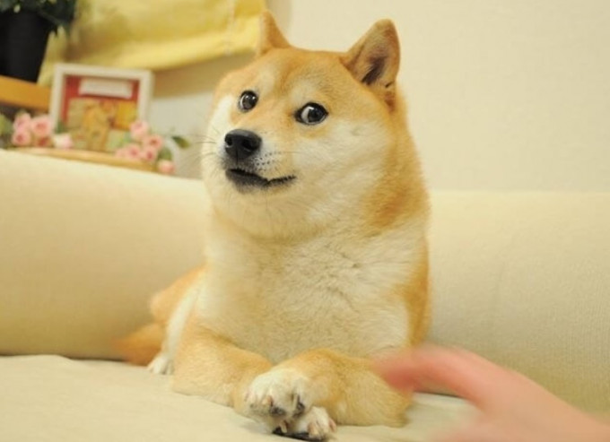日本柴犬Kabosu雙腳交叉、一臉得意的照片，在網上流傳多年。網上圖片