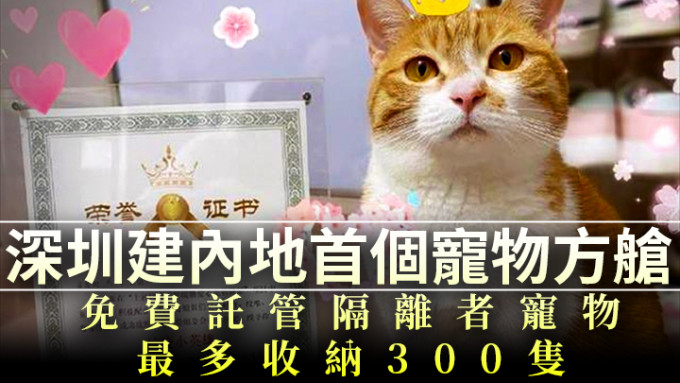 網民表示，家貓獲寵物方艙頒發抗疫小英雄證書。互聯網圖片