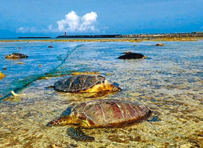 在沖繩久米島町海岸發現的垂死綠蠵龜。