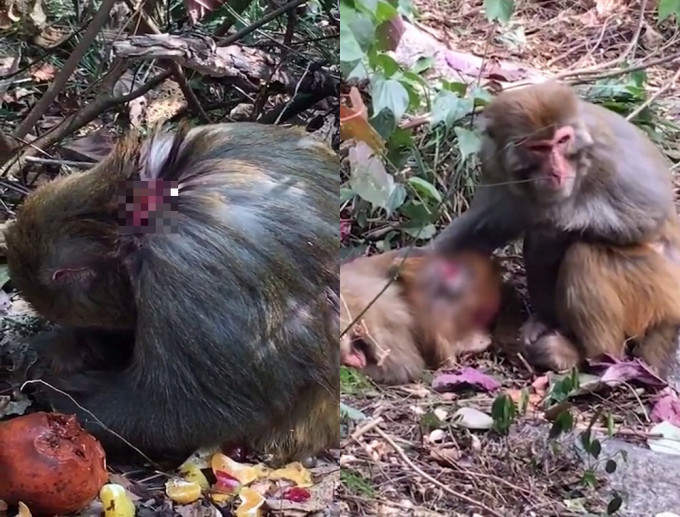 網民質疑桂林七星公園捕殺獼猴手法太殘忍。