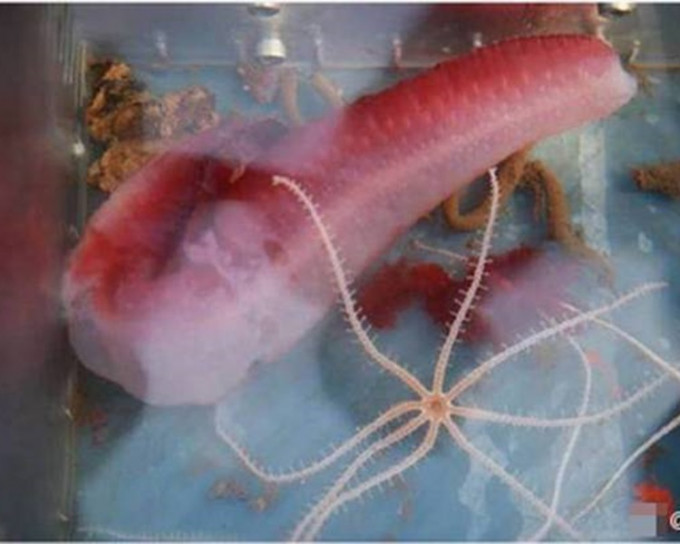 「蛟龙号」野生捕获巨型红海参。网上图片
