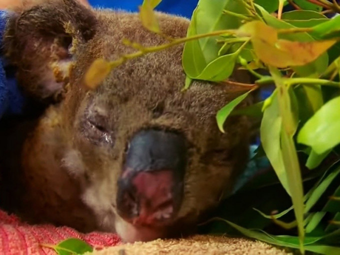 上周从山火中被救出的澳洲树熊Lewis，因伤势太重，已被医院安乐死。（网图）