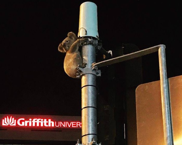 樹熊在黃金海岸街頭緊抱著燈柱，疑似被困。(網圖)