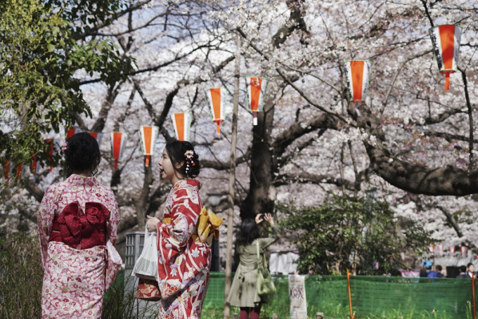 东京樱花盛开了，吸引不少民众驻足欣赏。美联社