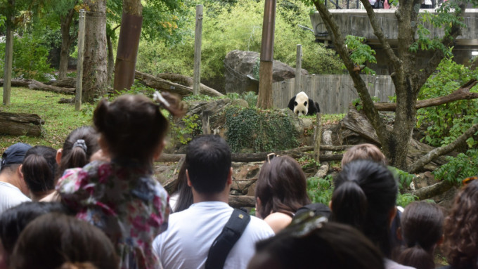 大批游客及市民入馆参加旅美大熊猫办告别派对。中新社