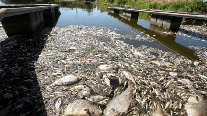 河流有大量鱼类暴毙。路透社