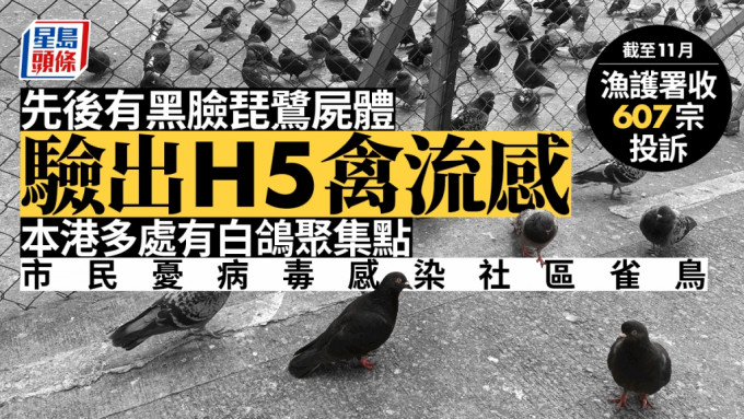 黑脸琵鹭尸体验出H5禽流感，市民忧病毒感染社区雀鸟。