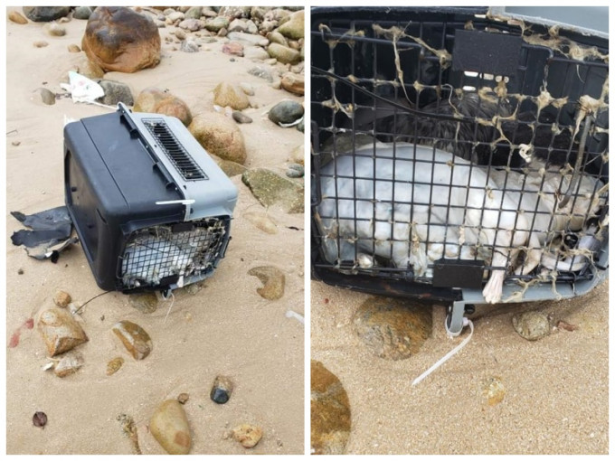 南丫島大灣肚沙灘，發現兩個寵物膠籠內有多具狗屍。fb