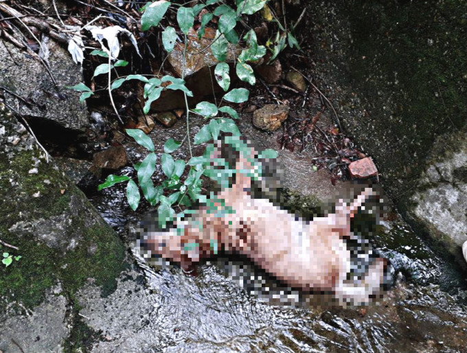 流浪狗懷疑被人打死。拯救遺棄寵物中心圖片