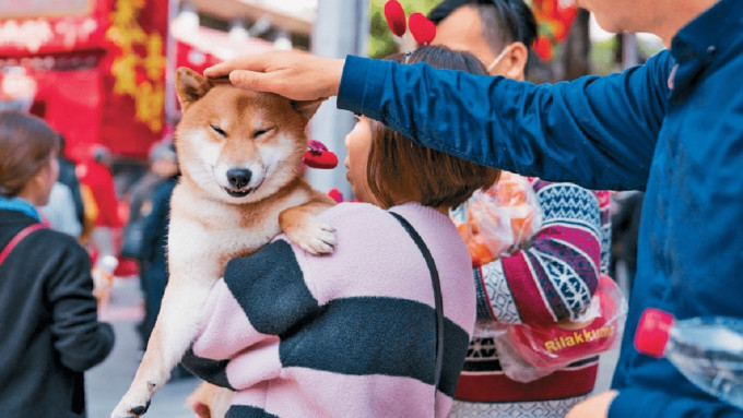 廣州近日頻發生寵物犬被毒案。（網絡圖片）