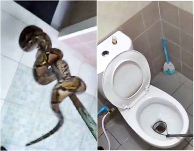 泰國有一隻蟒蛇躲藏在住宅的馬桶裡。網上圖片