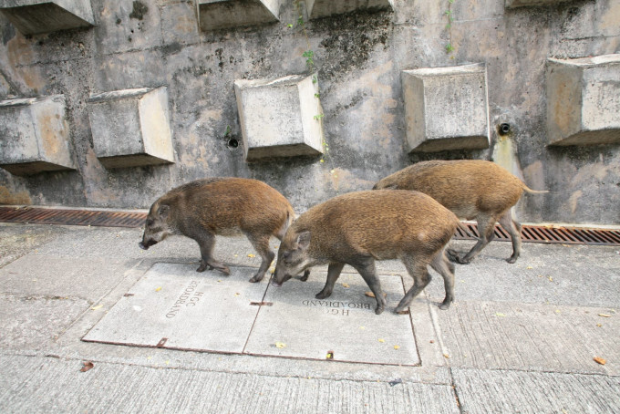 近期不少野豬頻闖市區覓食。 資料圖片