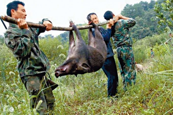 ■专业捕杀队捕获的野猪。