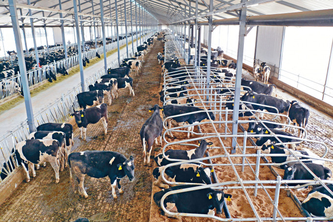 内地乳制品制造商中国优然牧业计画于全球发售约7.15亿股股份，招股价介乎6.98至8.66元。
