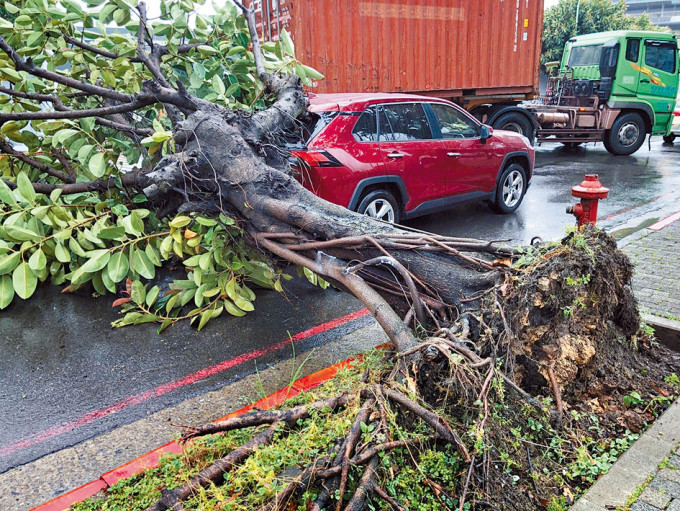 颱風靠近，桃園路樹倒塌壓毀車輛。