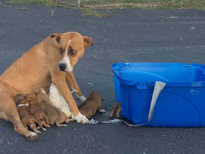 狗妈妈Dory与其9只狗bb被遗弃在停车场。FB图