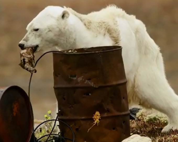 瘦骨嶙峋的北极熊在垃圾桶中寻找食物。影片截图