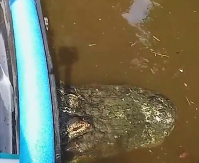 橡皮艇船底驚見一條大鱷魚。網圖