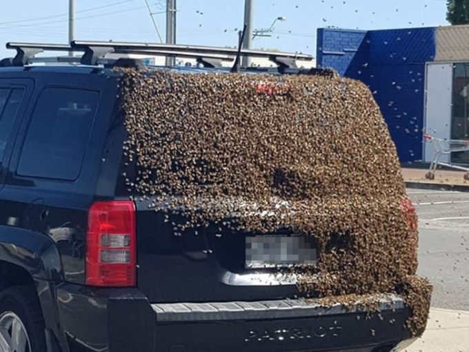 一名車主將其吉普車停在購物中心外，購物回來卻目睹上萬隻蜜蜂覆蓋在車上。　網圖
