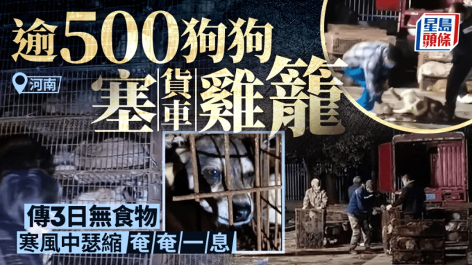 動物煉獄︱河南逾500隻狗塞貨車雞籠 傳3日無食物寒風中瑟縮瀕死