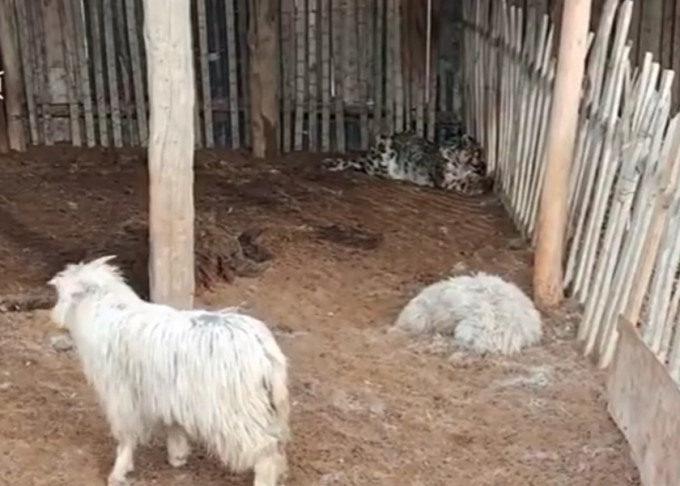 雪豹闯入羊圈咬死并吃掉多头羊后无法逃离，在羊圈一角休息。影片截图。