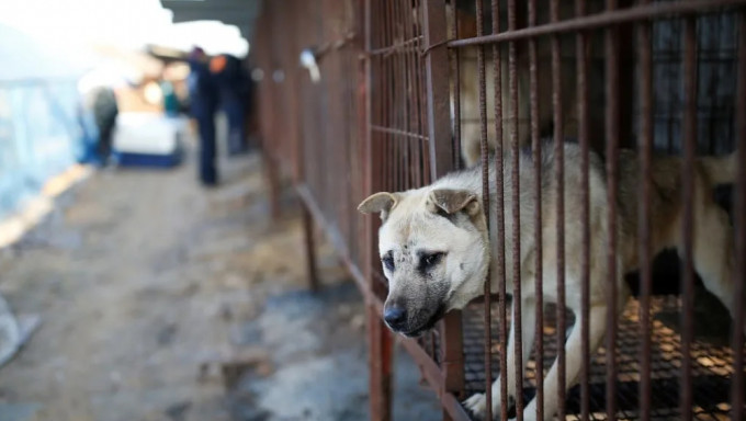 南韓擬年內立法禁食狗肉，2027年實行。 路透社