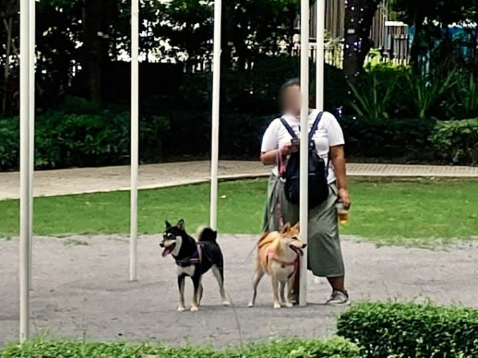 外傭放狗被指全程不動，只顧玩電話。 Facebook 群組「外傭僱主必看新聞訊息 」圖片